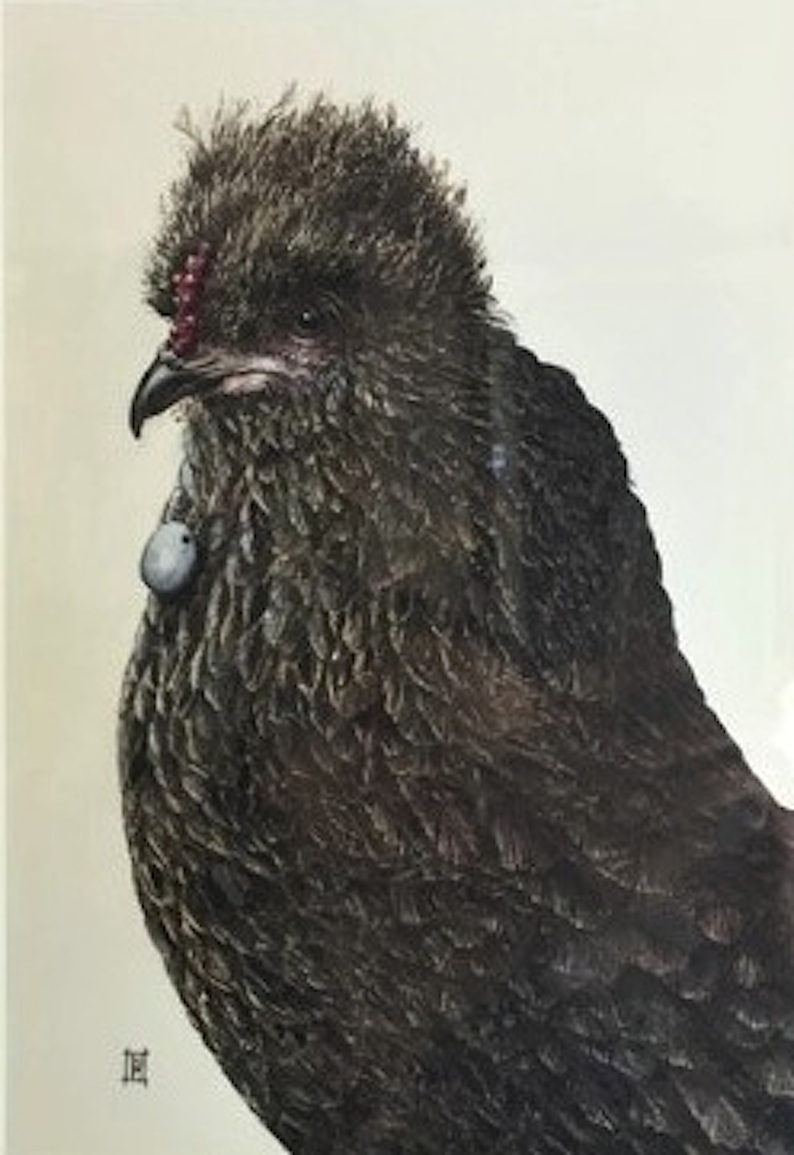 Nikki McIvor | Mdme. Bouffant (Araucana Chicken)